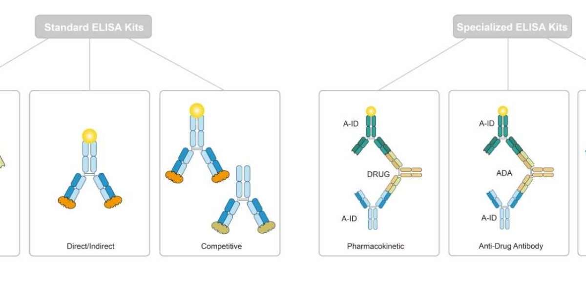 Custom ELISA Kit Development Services for Biopharmaceutical and Diagnostic Research